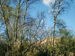 Mula Antigua serie-2